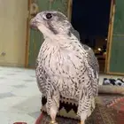 مطلوب طير جير حر شاهين