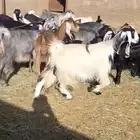 ماعز دفيع واصله شرط فحص سونار جذعات وثنيات ورباع واسداس