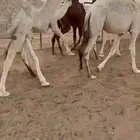 للبيع حشو فاخره