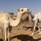 بكره