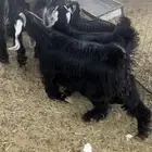 تيوس مخاصي مقفله شحم