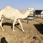 وضحاء ضروبه السن ام ثالث