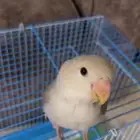 مفقود طير روز