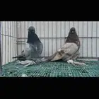 لونق فيس top