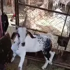 تيس فل الفل شرط
