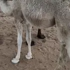 حشو عدد 2للبيع
