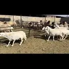 غنم حريات فاخره