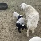 حربه
