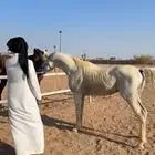 حصان شعبي