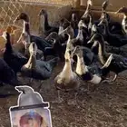فروخ بط مصري العمر شهرين ونص شرط شحم فل
