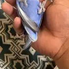 زوج روز ذكر ازرق اليف