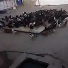 دجاج