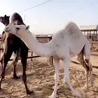قعود مبدا ولا مناسبه