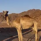 قعود شكل وسلاله وطابع الأب الليزر الأم مهجنه