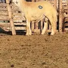 فحل حري صنف