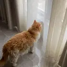 قطة