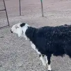 فحال نجدي