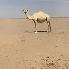 وضحا كفو