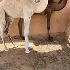 حوار اوضح فردي