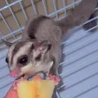 سنجاب طائر انثى