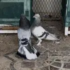 للبيع جوز تركي معقد