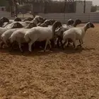نعيم مقاني دفيع