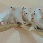 ازوج روز البينو - تفريد العدد محدود