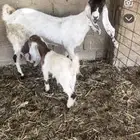 للبيع عنز والد
