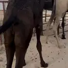 حيران بريه تحت اماتها