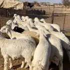 ذبائح برية بجميع احجامها ونوفر لجميع المناسبات