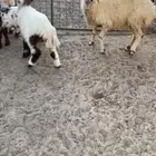 غنم نعيم رغايث