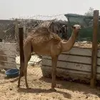 حاشي اصيل
