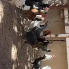 دجاج مشكل اغلبه بلدي بشائر