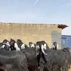 معزا عوارض صنف