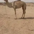 بكره حره