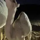 ناقه خلفه