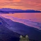 قطه للتبني
