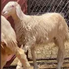 4 رخال برص صنف الصنف