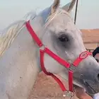 حصان شعبي اصفر طول وحراره
