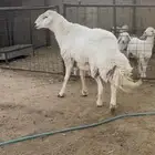 فحل حري