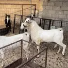 معزا بيشيات