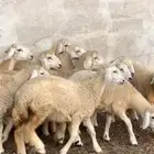 رخال مقنى مقفله