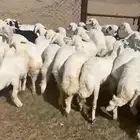 رخال