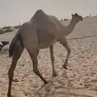 مشالله