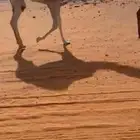 قعود مفرود باتلي ابوه الحاكم ابن قريع