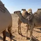 للبيع بكره رمانيه طيبه منوة القاني