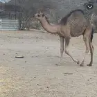 قعود كفو ومغلق عمره 5 شهور