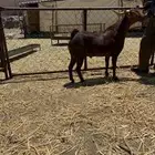 تيس ادهم فحل