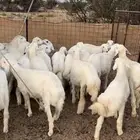 ذبائح حري