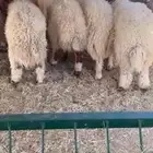 نعيم